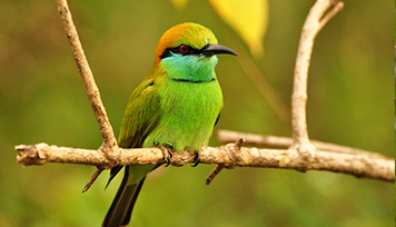 Bundala National Wildlife Park